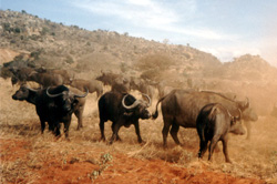 Buffaloe Herd
