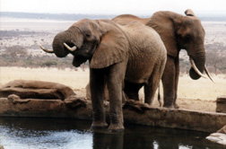 Elephants at Kilaguni