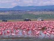 Flamingoes Lake Nakuru